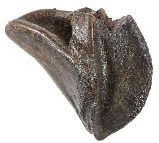 Triceratops Tooth Crown (Partially Rooted) - Montana #53122